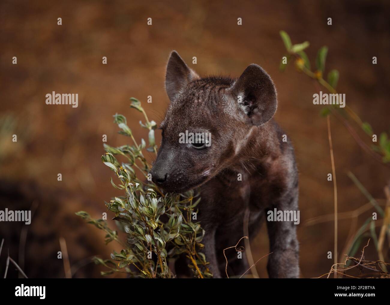 cub Hyena tacheté dans le parc national Kruger, Afrique du Sud. Février 2016. Banque D'Images