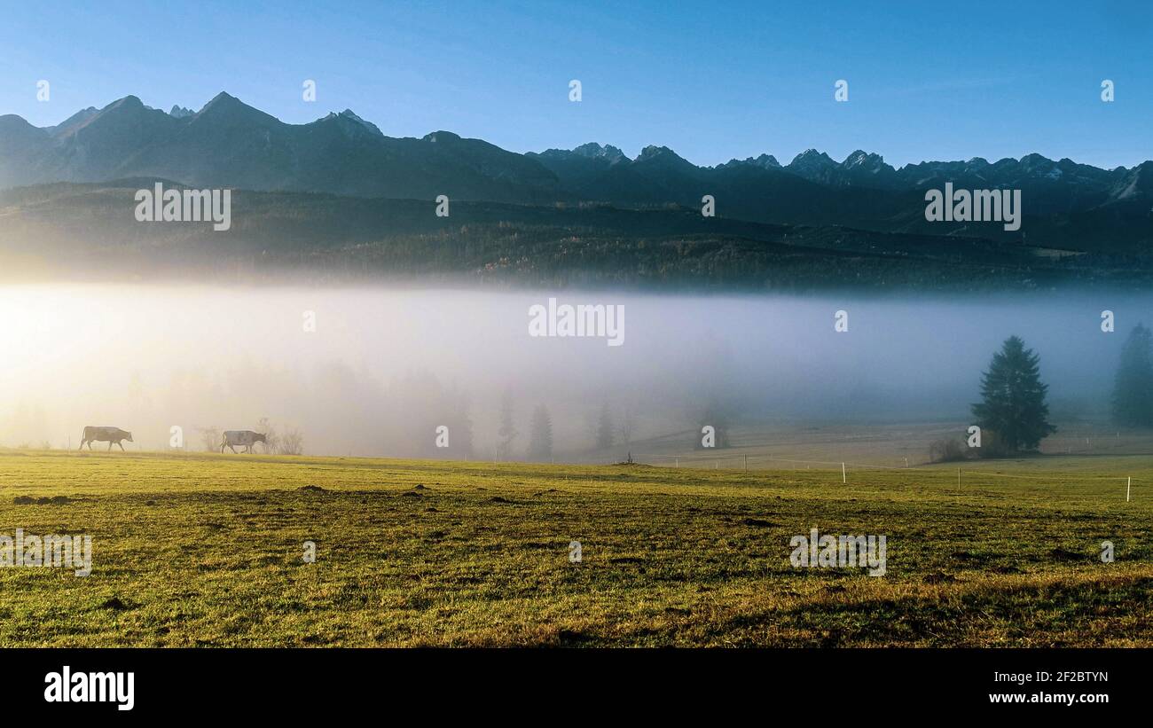 Mountain Aerial, vue épique. Paysage de montagnes avec brouillard le matin. Tatras hautes montagnes le matin ensoleillé. Paysages alpins et vaches de pâturage. Banque D'Images