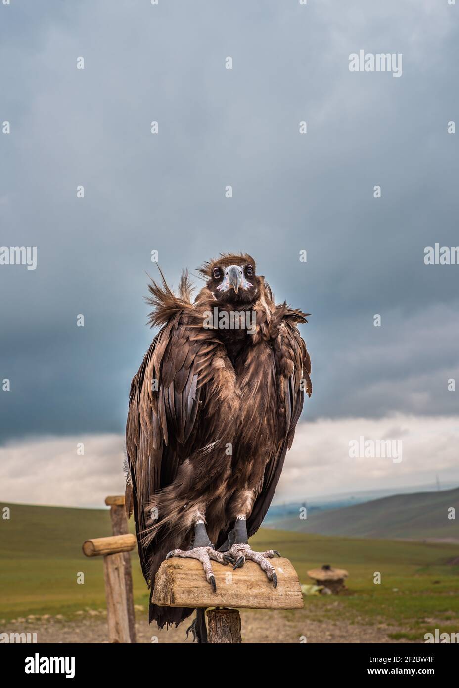 Vulture de Cinereous à l'extérieur d'Ulanbataar, Mongolie. Banque D'Images