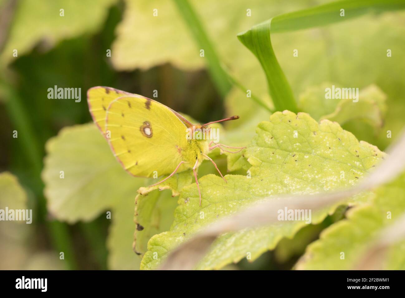 Papillon jaune trouble (Colias croceus) fraîchement apparu. Sussex, Royaume-Uni. Banque D'Images