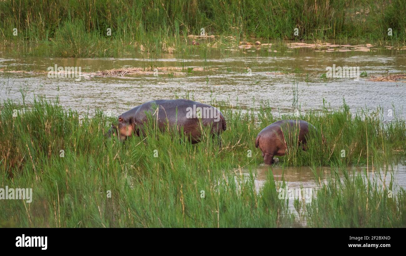 Hippo mère et veau sur un lit de rivière Banque D'Images