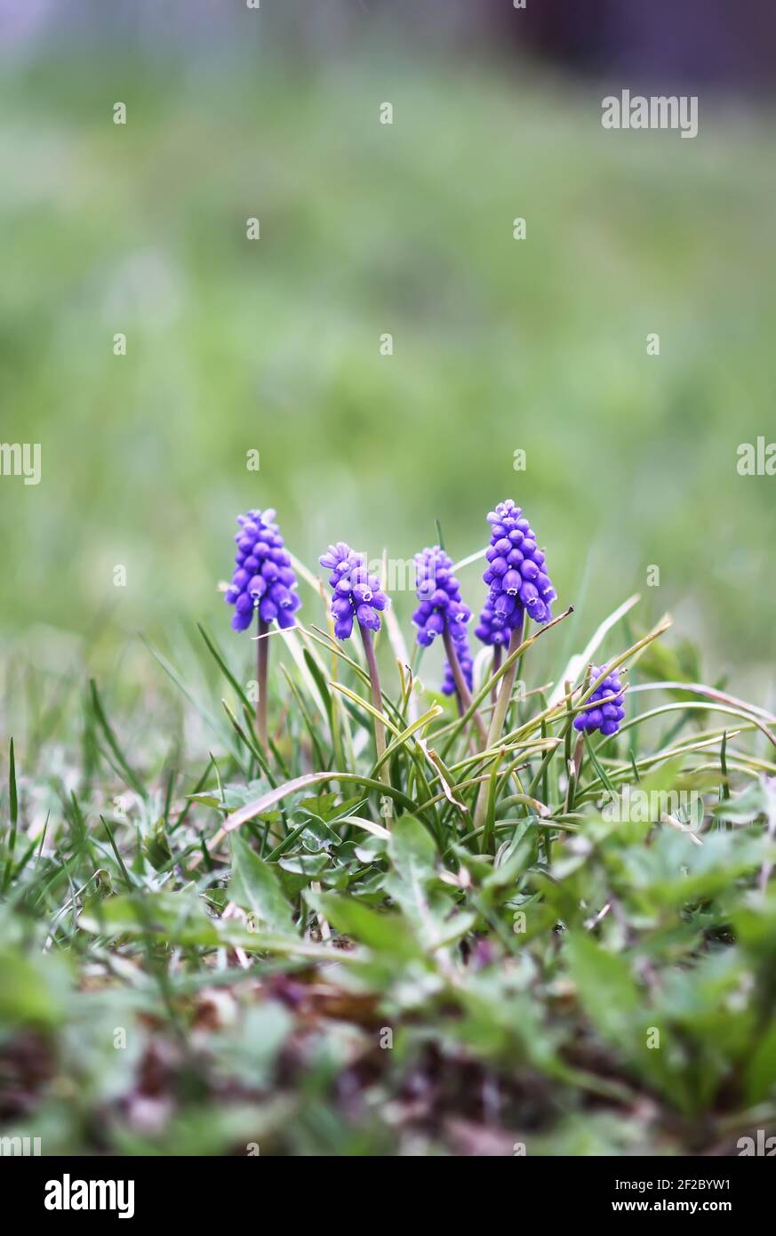 Fleurs de muscari bleues. Les plantes de jacinthe de souris fleurissent dans le jardin de printemps. Banque D'Images