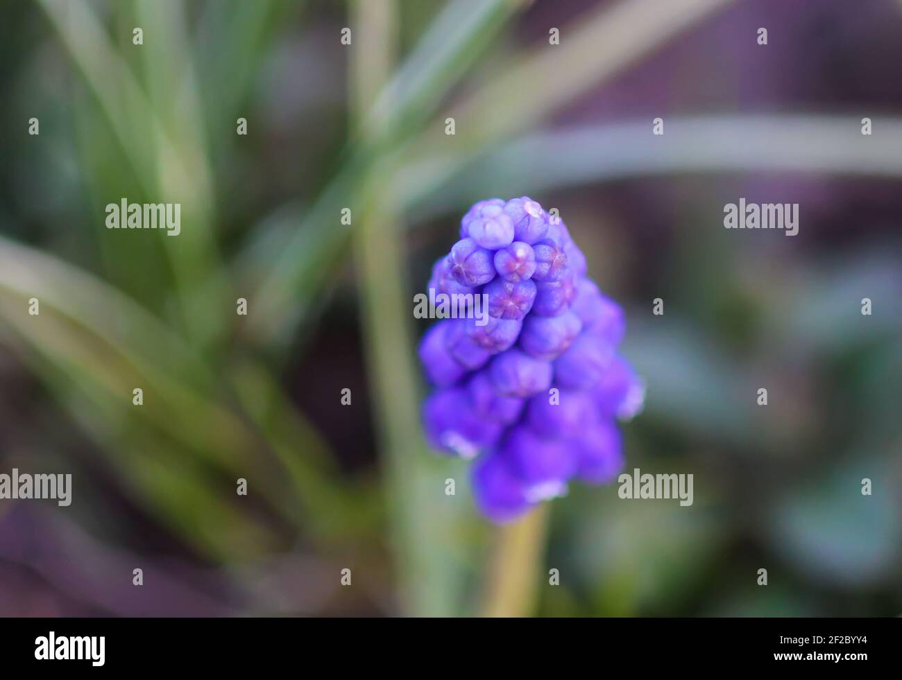 Fleurs de muscari bleues. Les plantes de jacinthe de souris fleurissent dans le jardin de printemps. Banque D'Images
