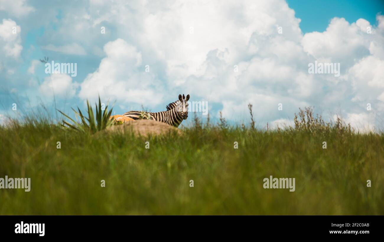 Zebra sur les montagnes de la réserve naturelle de Malolotja, eSwatini. Février 2020 Banque D'Images