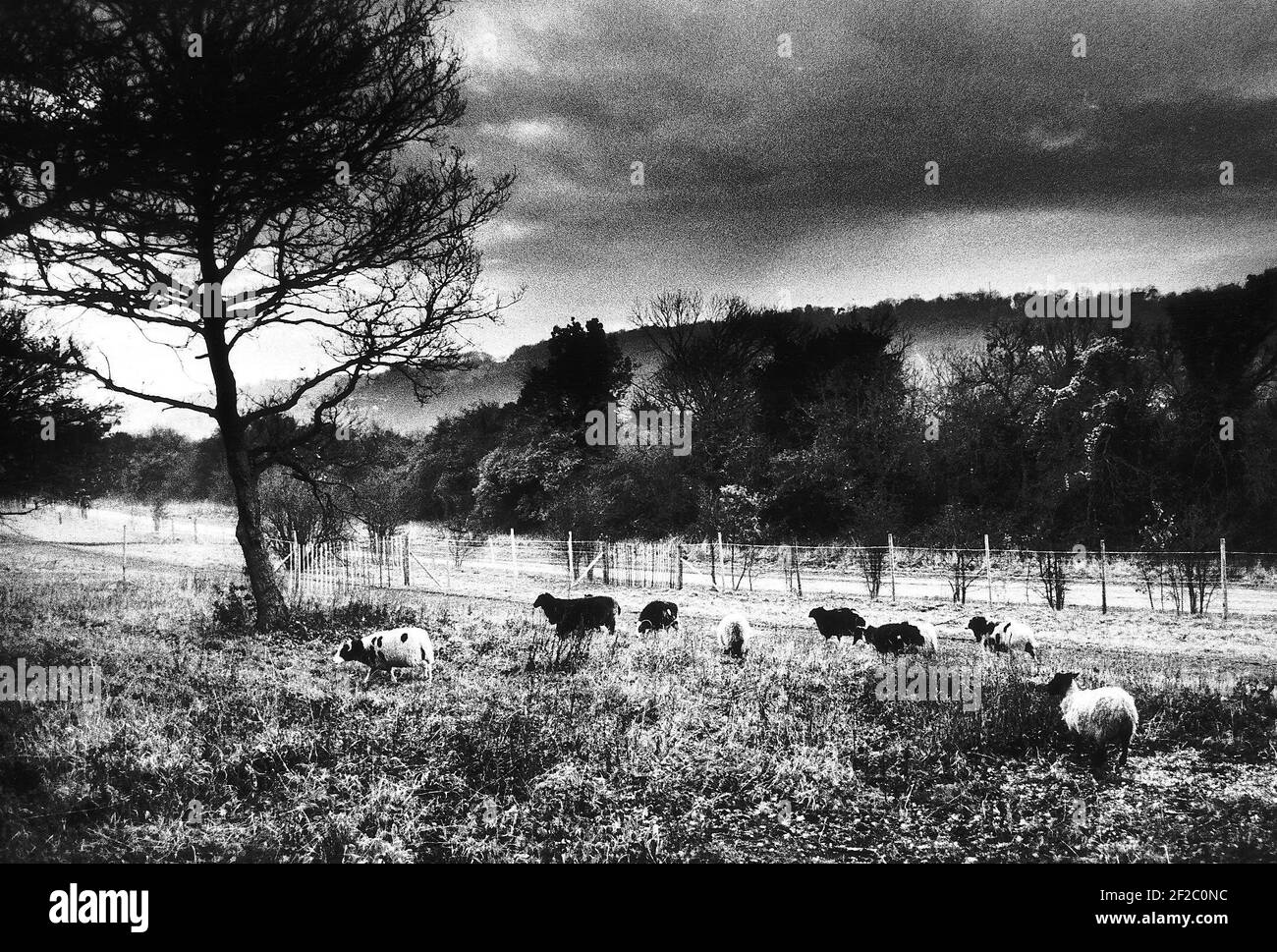 Moutons paître sur Riddlesdown commune à Purley Déc 1989Havimg été réintroduit sur le commun pour aider à économiser Extinction menacée de fleurs sauvages et de faune sauvage Banque D'Images