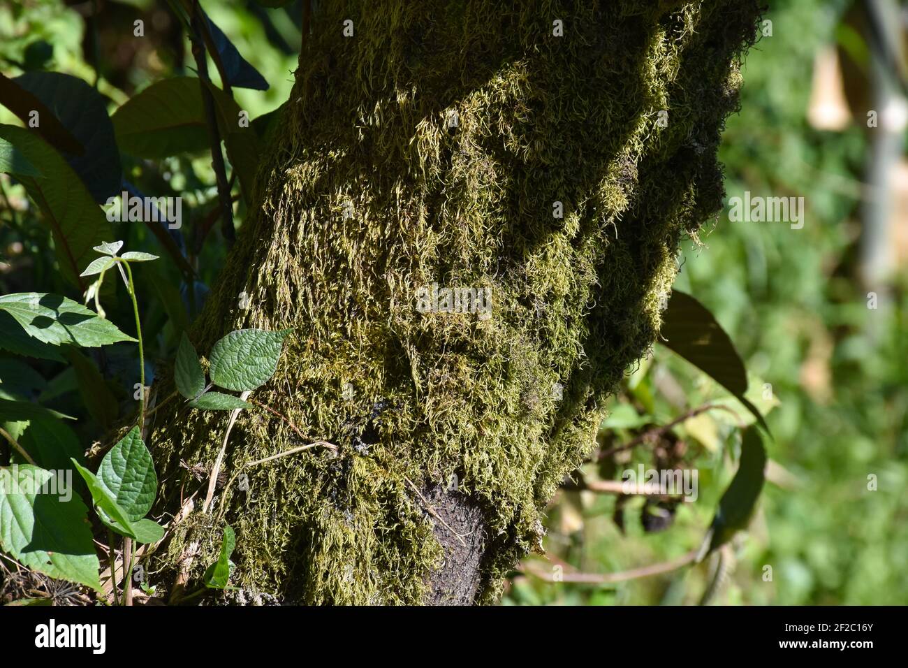 Tronc d'arbre avec mousse verte et algues Banque D'Images