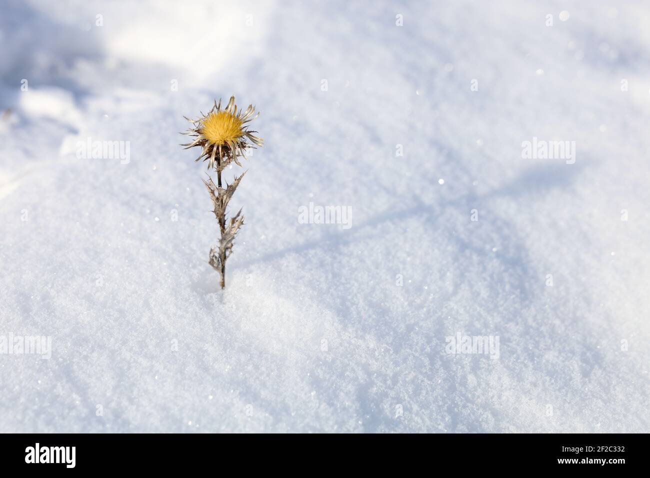 Chardon argenté dans la neige Banque D'Images