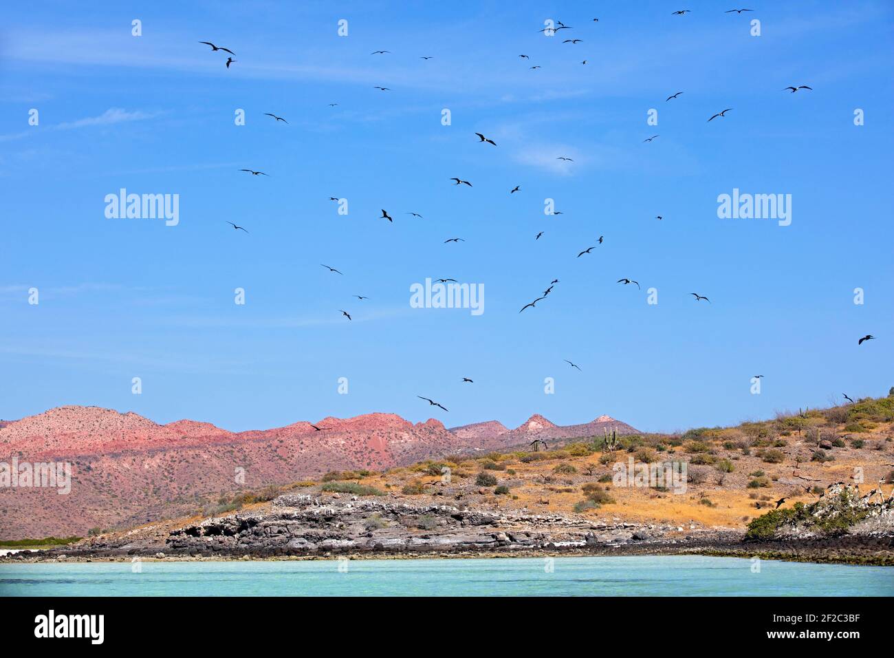 De magnifiques frégatebirds survolant une colonie à Isla Espíritu Santo, île dans le golfe de Californie près de la Paz, Baja California Cruz, Mexique Banque D'Images