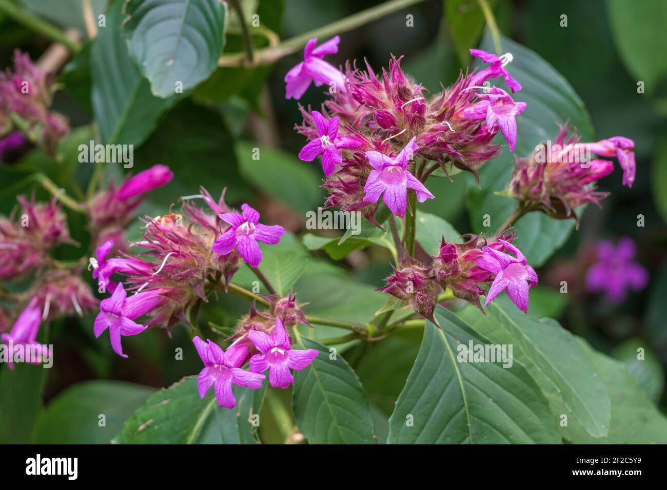 Violet bolivien alias pétunia colombien (Ruellia multisetosa ou Suessengthia multisetosa) Banque D'Images
