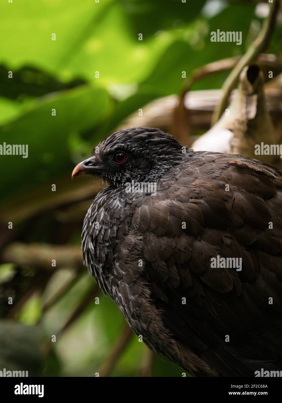 Gros plan macro de l'Anandin Guan Penelope montagnii brun noir Poulet dinde oiseau dans Valle del Cocora Valley Salento Quindio Colombie Amérique du Sud Banque D'Images