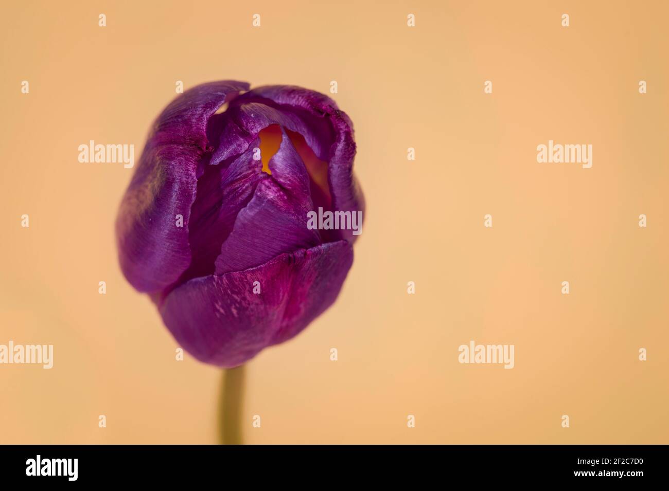 Tulipe sur fond orange, photo macro Banque D'Images
