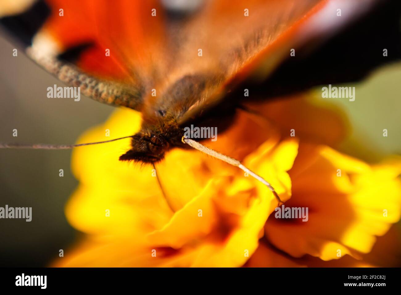 Effet de flou slowpoke papillon paon collectant le pollen sur une vue latérale de fleur jaune vif. Macro. Gros plan extrême. Faites face au papillon avec Banque D'Images