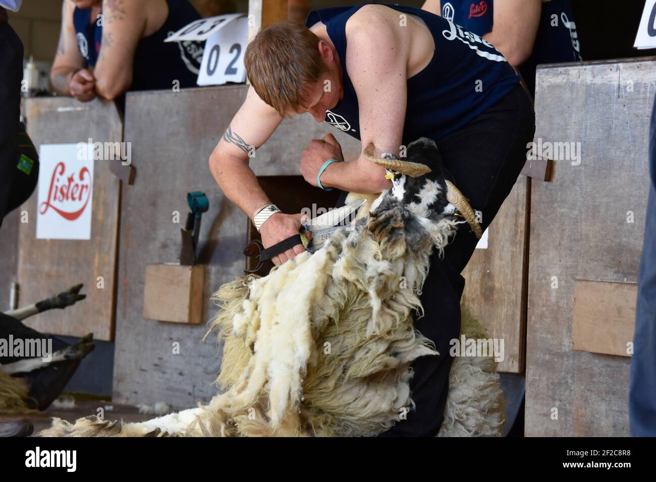 Stuart MacDougall Sheep Sheep Sheep Shearing au Royal Highland Show Banque D'Images