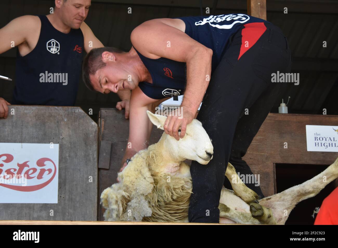 Gavin Mutch Sheep en tonte au Royal Highland Show Banque D'Images