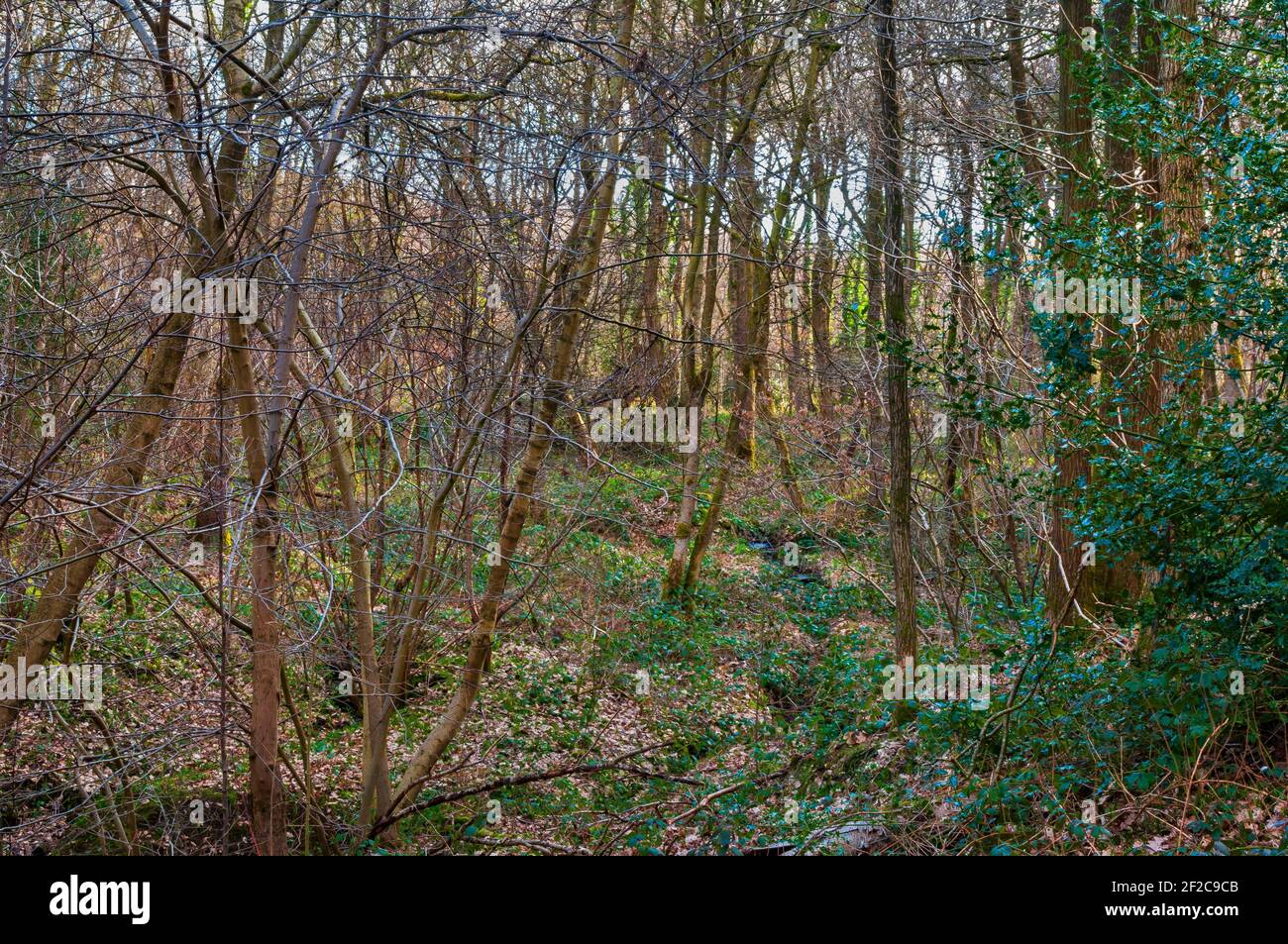 Couverture dense d'arbres au-dessus d'une ancienne piste dans le bois de Leeshall, ancienne forêt dans la vallée de Gleadless, Sheffield. Banque D'Images
