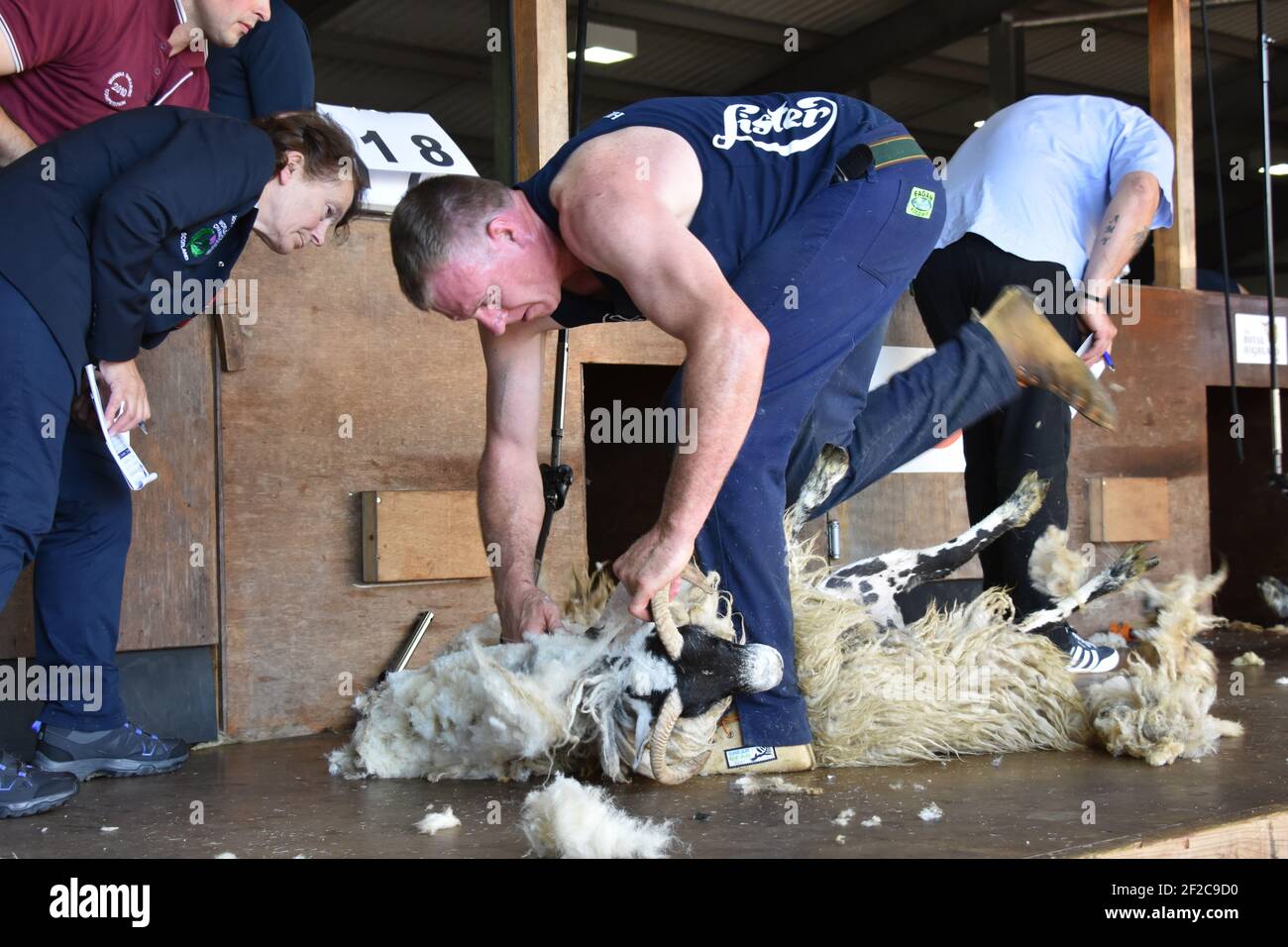 La tonte de moutons de Hamish Mitchell au Royal Highland Show, en Écosse Banque D'Images