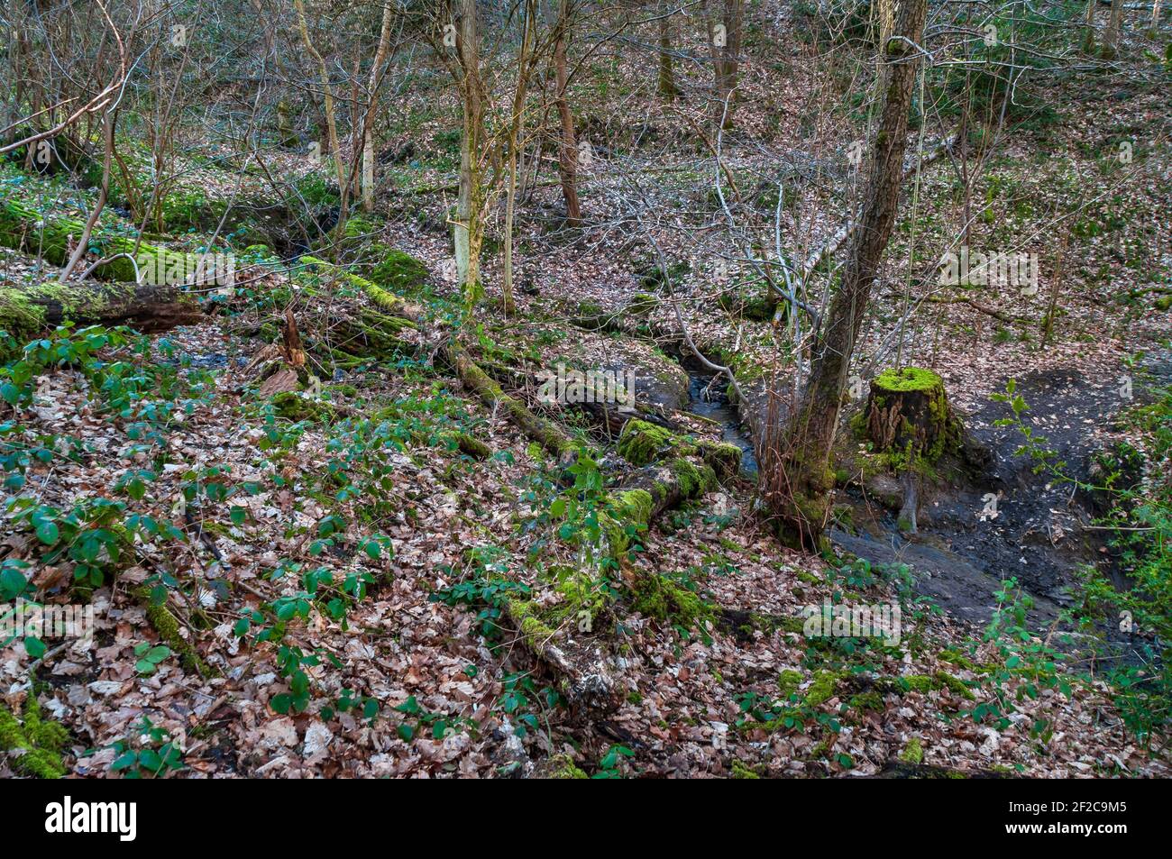 Grand tronc d'arbre coupé et bosse par un petit ruisseau et une vieille piste inclinée à Leeshall Wood, ancienne forêt dans la vallée de Gleadless, Sheffield. Banque D'Images