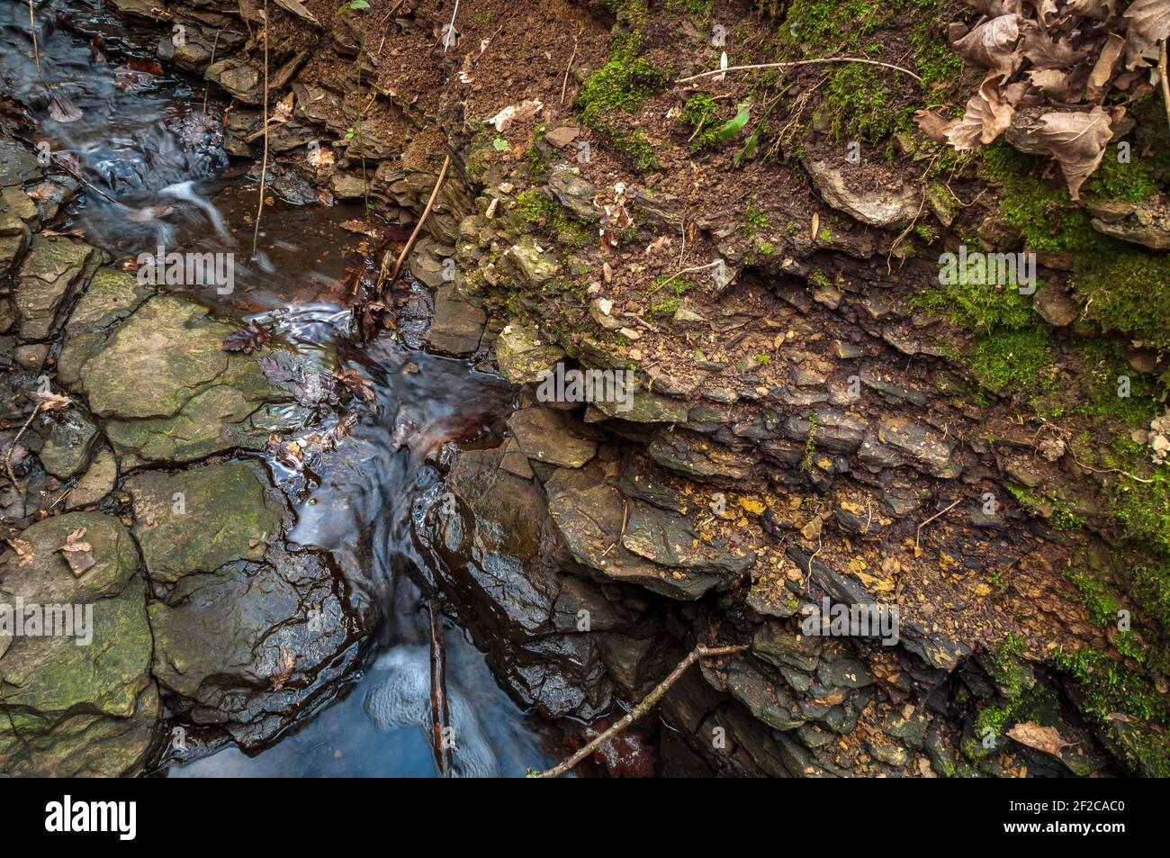 Lits de grès flaggy dépassant de la banque d'argile dans un petit ruisseau près d'une faille dans le bois de Leeshall, ancienne forêt dans la vallée de Gleadless, Sheffield. Banque D'Images