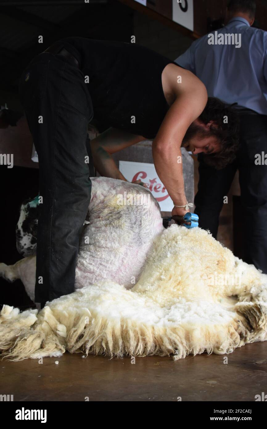 Allan Oldfield, champion du monde de la lame, en Nouvelle-Zélande, a coupé des moutons au Royal Highalnd Show, en Écosse Banque D'Images