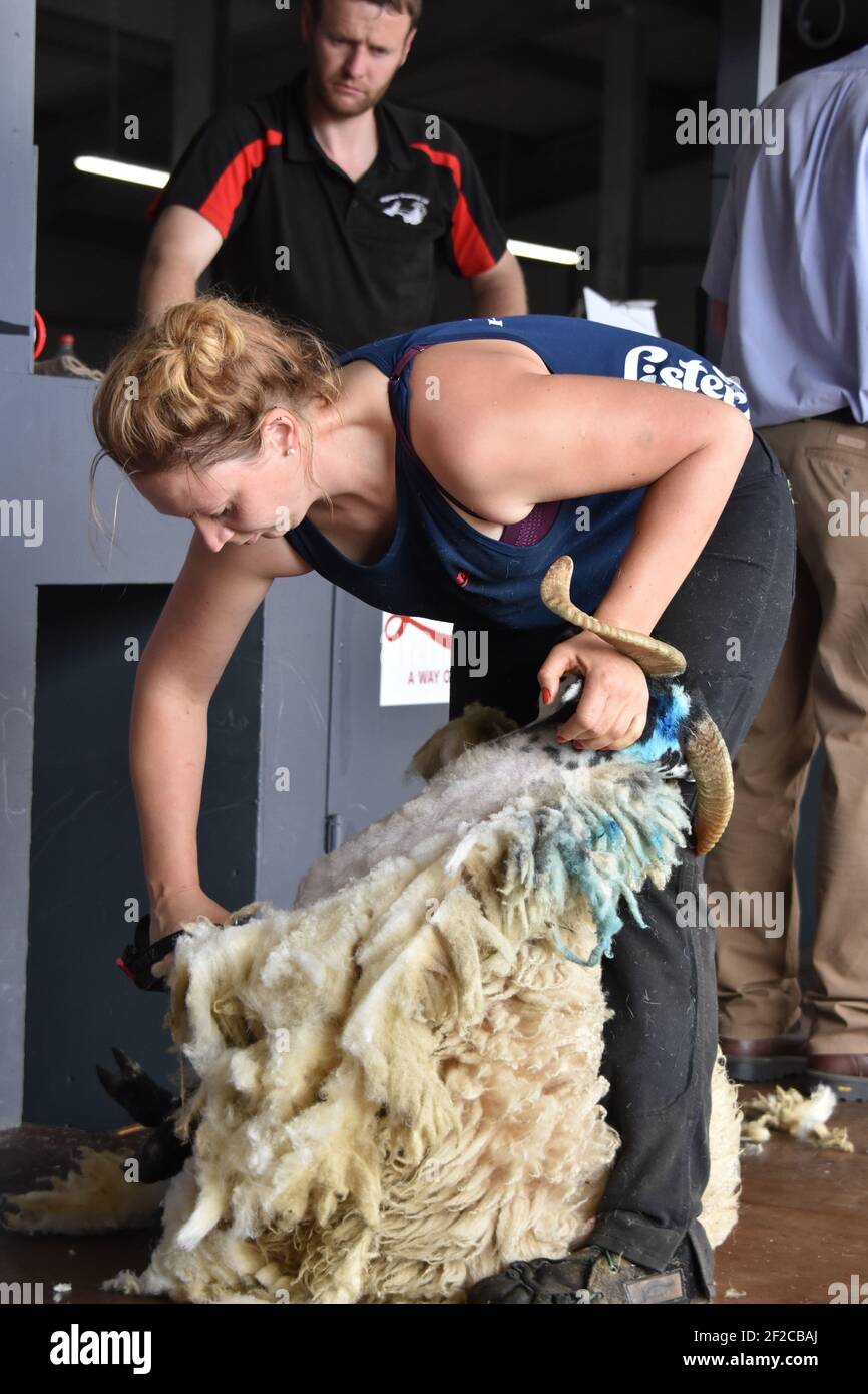 Katie Reid Sheep Sheep Shearing au Royal Highland Show Banque D'Images