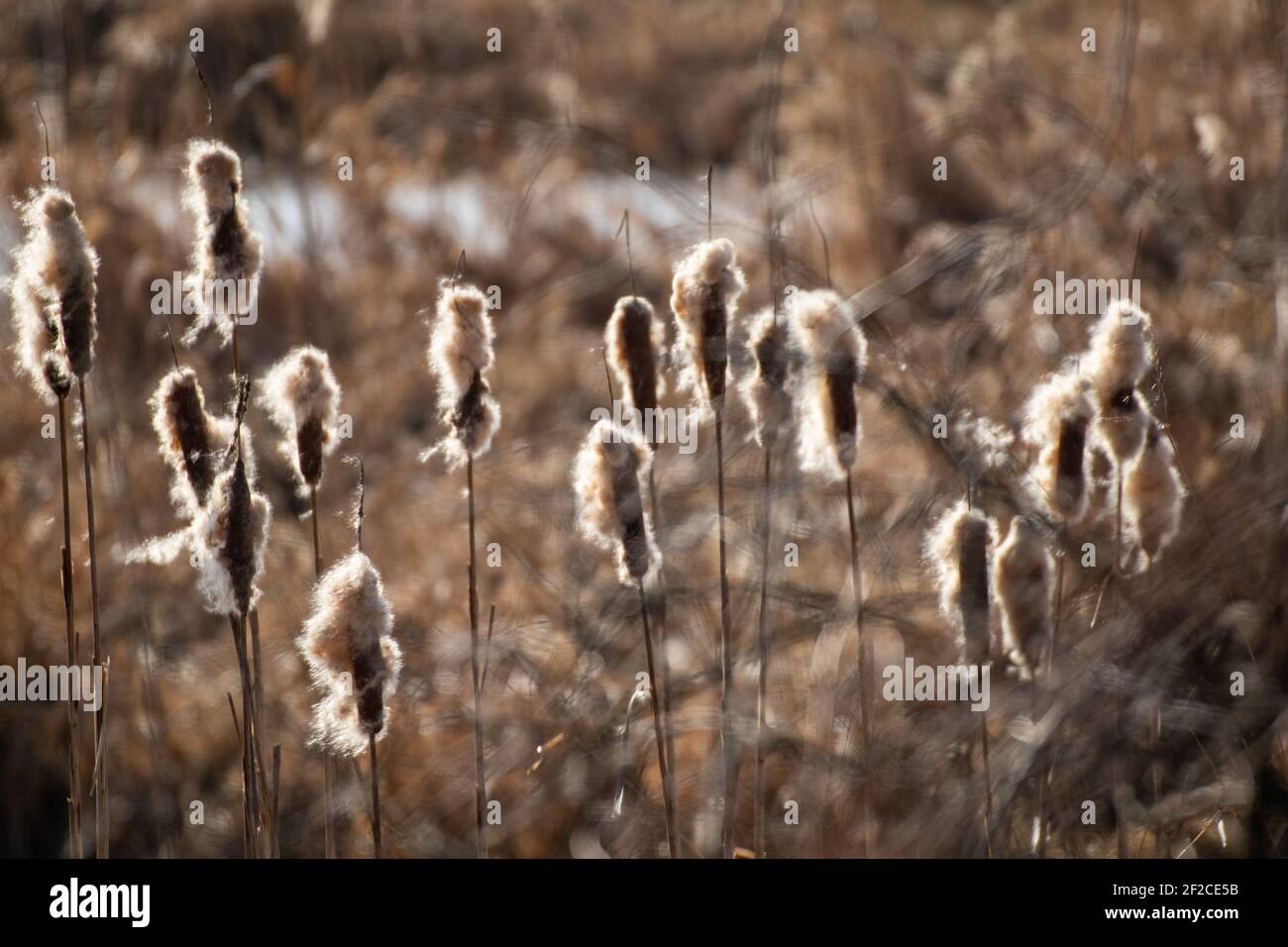 Typha latifolia (queue de cochon), bulruse, bulruse commun, queue de chat, queue de chat-o'-neuf, super reedmace, cooper's reed, cumbungi Banque D'Images