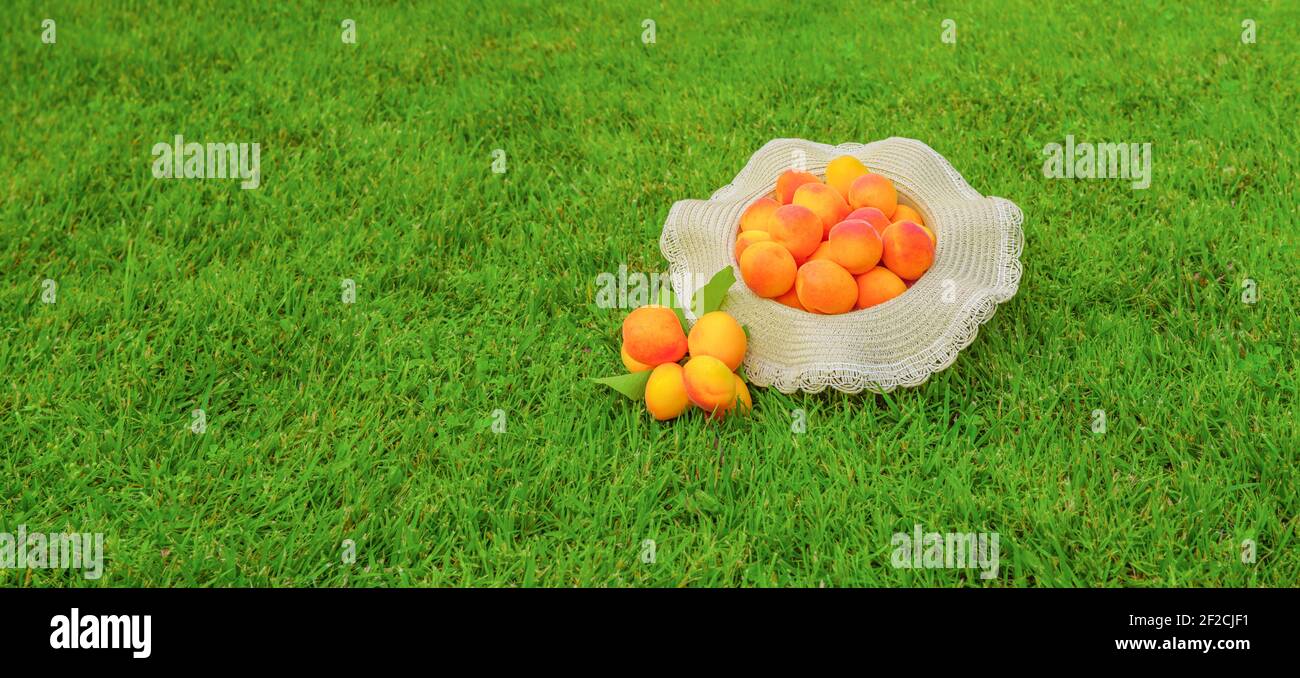 Banderoles de fruits abricots fraîchement récoltés sur fond d'herbe verte. Bande de bannière abricot biologique mûr. Concept de fruits de récolte de produits locaux. Propre Banque D'Images