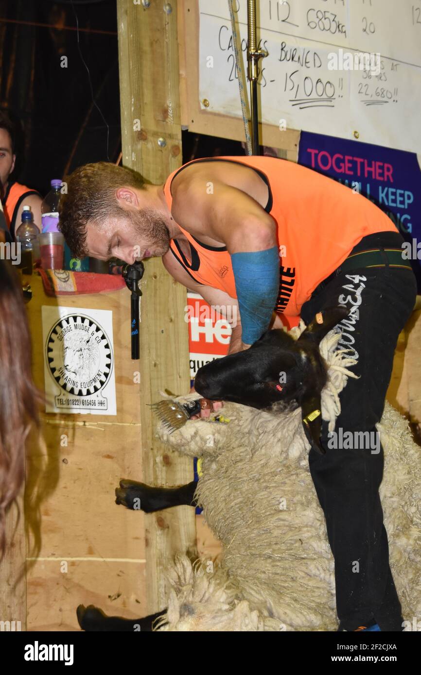 Grant Hurcomb 24 heures de cisaille de mouton de charité Banque D'Images