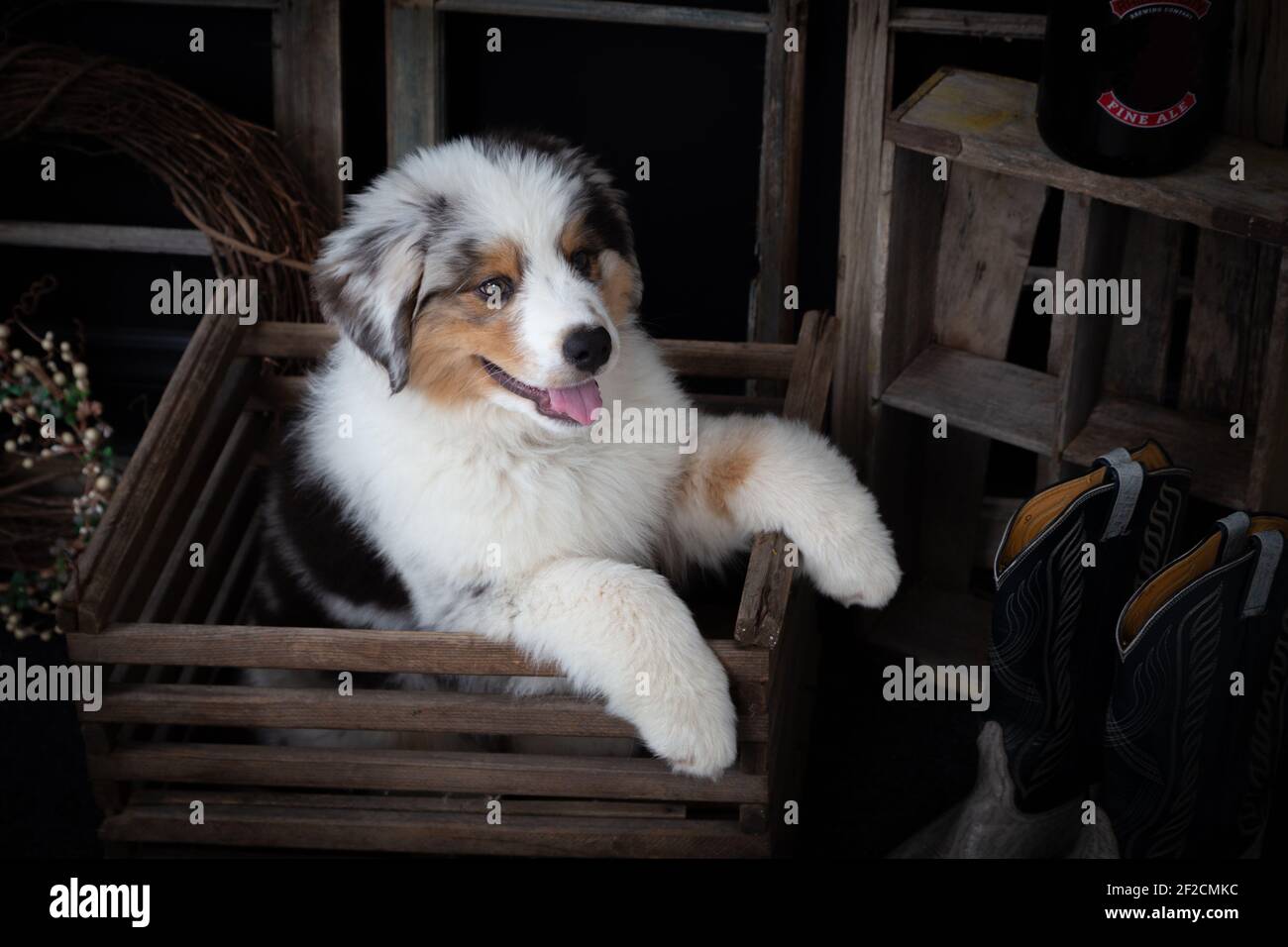 Mignon Chiot Berger Australien Dans Une Boite En Bois Vintage Photo Stock Alamy Mignon Chiot Berger Australien Dans Une Boite En Bois Vintage Photo Stock Alamy