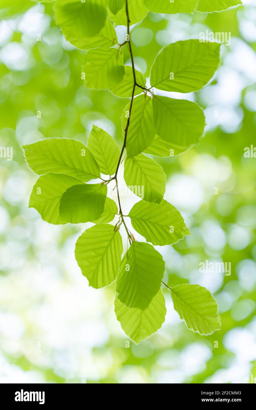 Des photos de jeunes feuilles vertes et luxuriantes en pleine journée ensoleillée dans les bois au printemps, lorsque la nature se réveille et fleurit avec la lumière du soleil qui cultive à travers les arbres Banque D'Images