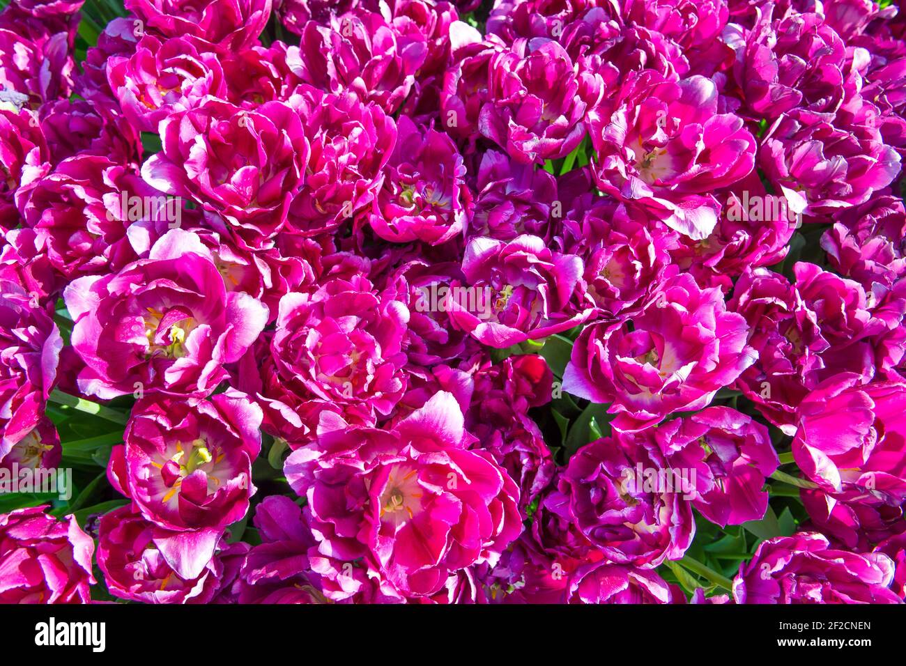 Belle image de gros plan de tulipes doubles bordeaux tardives, sont également connus sous le nom de tulipes à fleurs de pivoine, à la lumière du soleil. Festival des tulipes d'Istanbul, T Banque D'Images