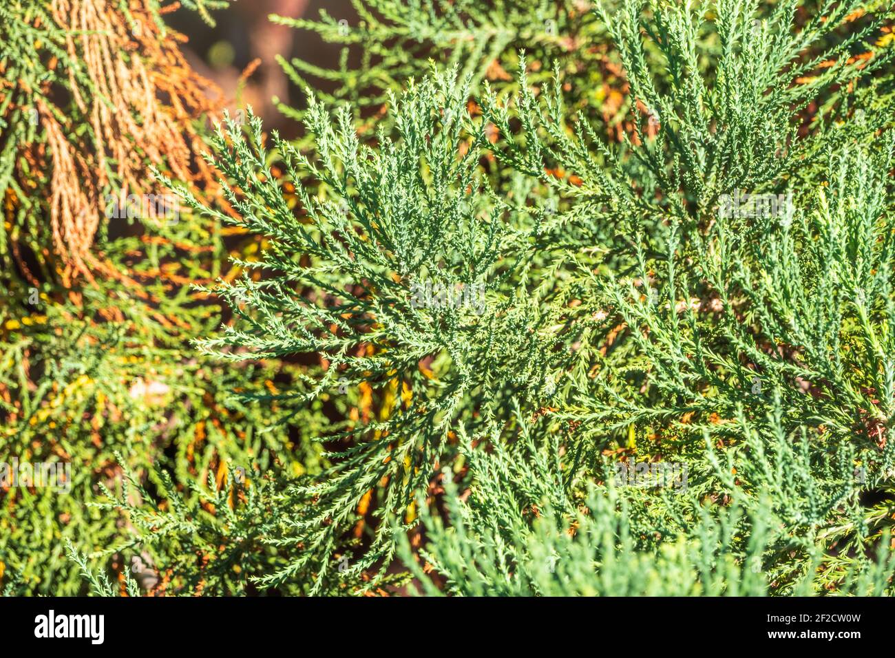 Feuilles vertes de séquoia géant. Gros plan de belles feuilles vertes de séquoiadendron géant. Sequoiadendron giganteum ou séquoia géant, ou séquoia géant Banque D'Images