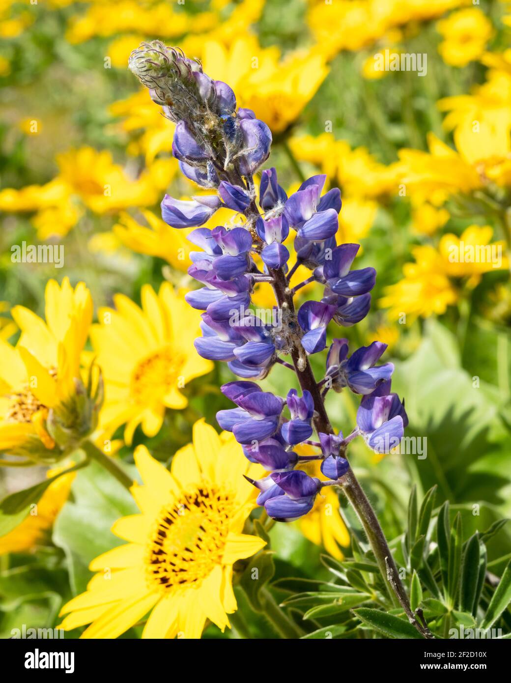 Lupin violet debout dans un champ de balsamroot jaune La gorge de Columbia le long de l'État de Washington et de la frontière de l'Oregon Banque D'Images