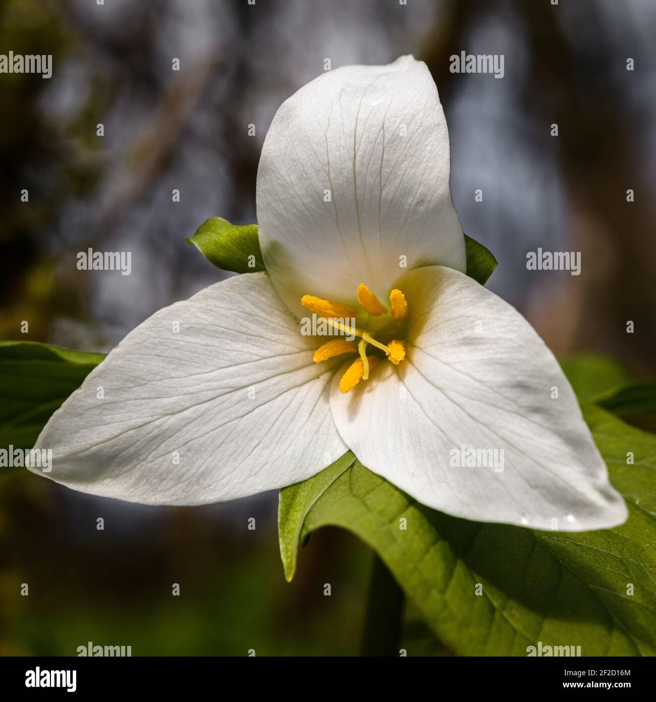 Fragile Trillium du Nord-Ouest du Pacifique s'ouvre sur le fond de la forêt à début du printemps pour révéler une délicate fleur blanche et jaune Banque D'Images