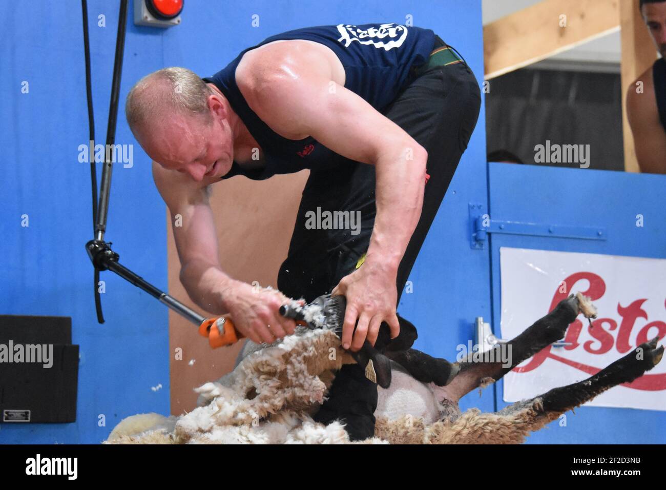 Calum Shaw cisaillement pour l'Écosse à WORLD CHAMPS, France 2019 Banque D'Images