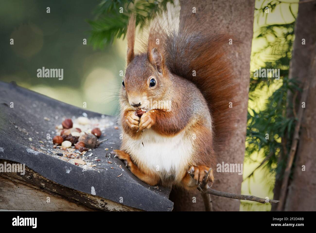 écureuil frais assis à la légère sur un toit en mangeant des noix Banque D'Images