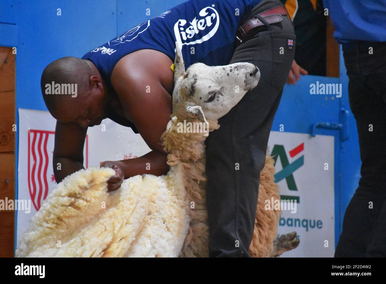 Shearer représentant l'Afrique du Sud aux Championnats du monde de cisaillement, France 2019 Banque D'Images