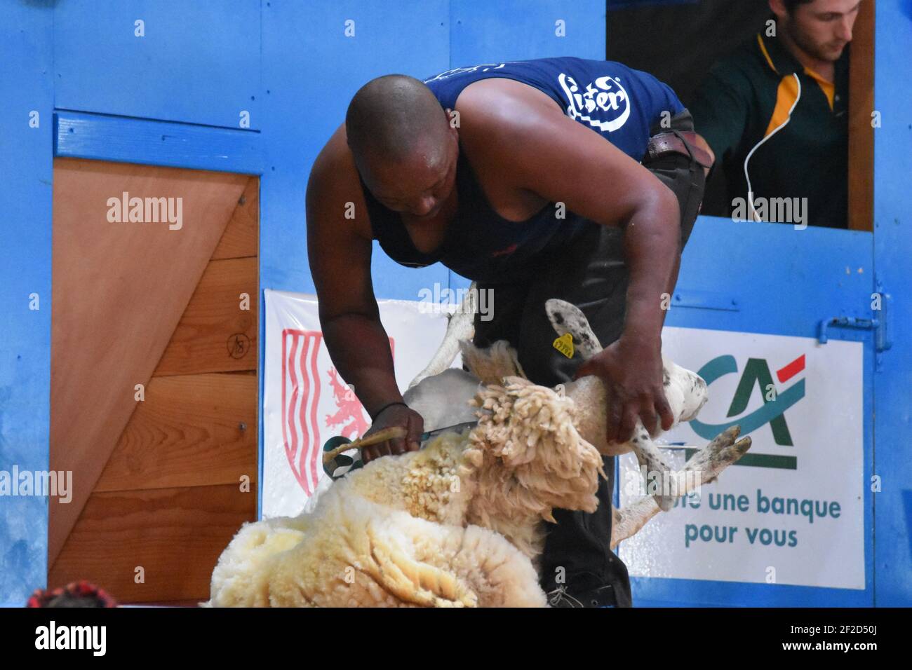 Shearer représentant l'Afrique du Sud aux Championnats du monde de cisaillement, France 2019 Banque D'Images