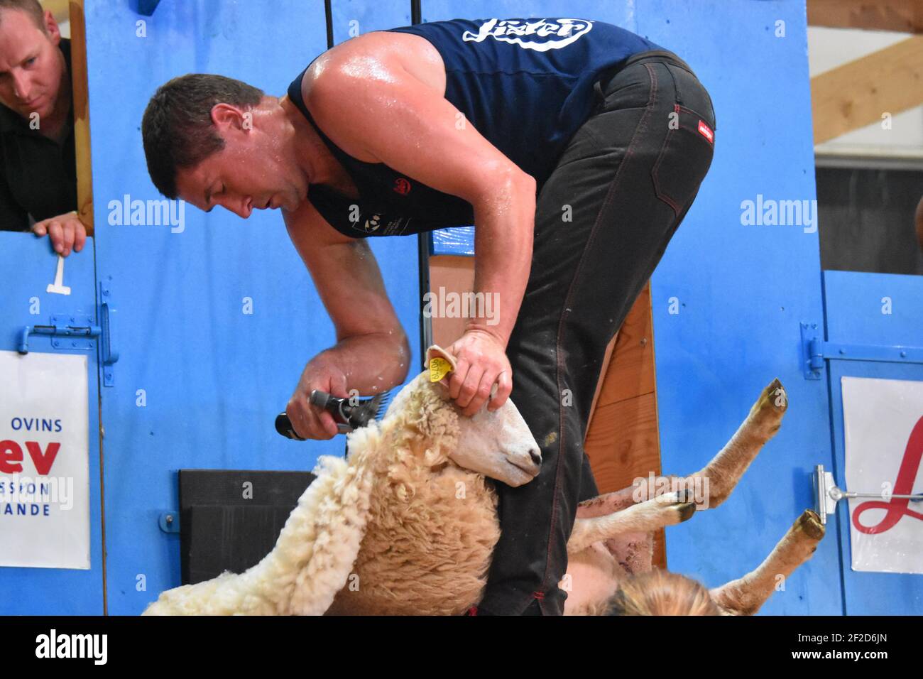 Championnats du monde de tonte de mouton France Banque D'Images