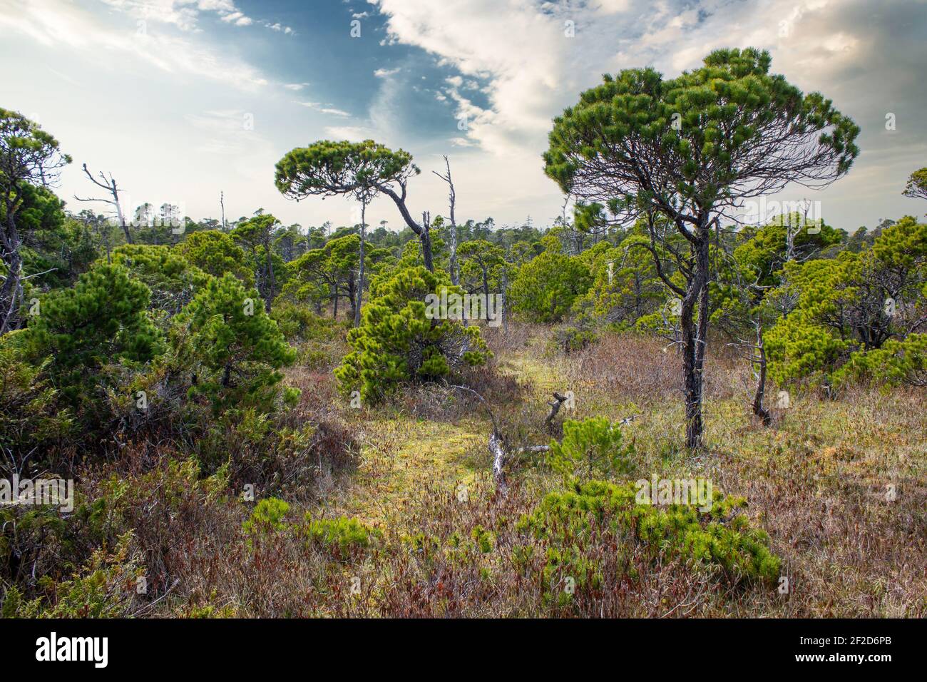 Une forêt balayée par le vent le long de la populaire randonnée de Bog Trail Réseau avec des pins côtiers du Pacific Rim National Parc près de Tofino Colombie-Britannique Banque D'Images