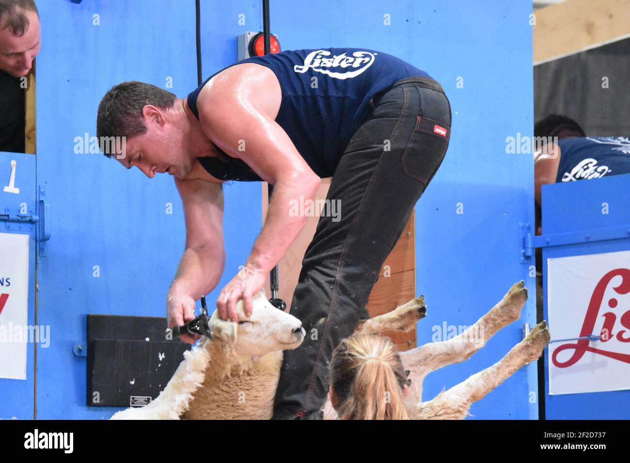 Championnats du monde de tonte de mouton France Banque D'Images