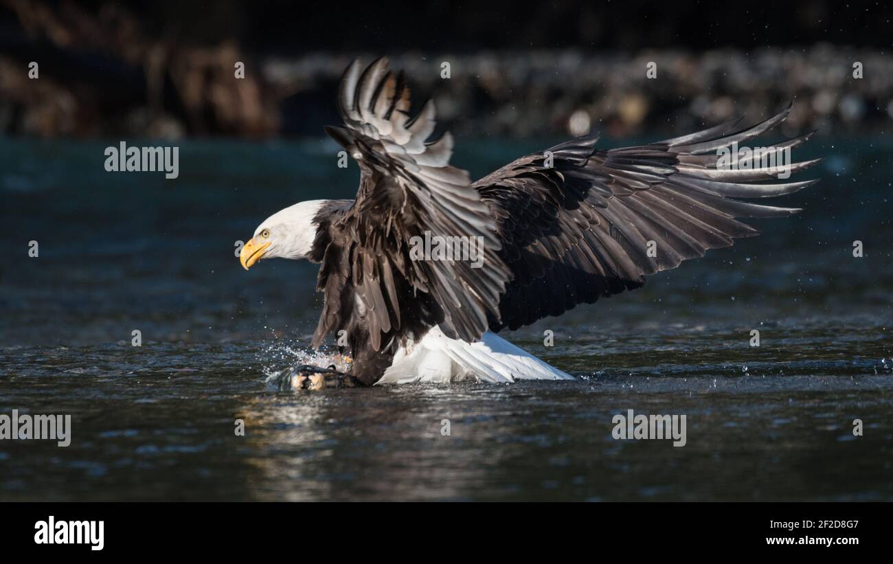 Aigle à tête blanche qui débarque sur un saumon kéta dans le Nooksack Rivière dans le nord-ouest de l'État de Washington Banque D'Images