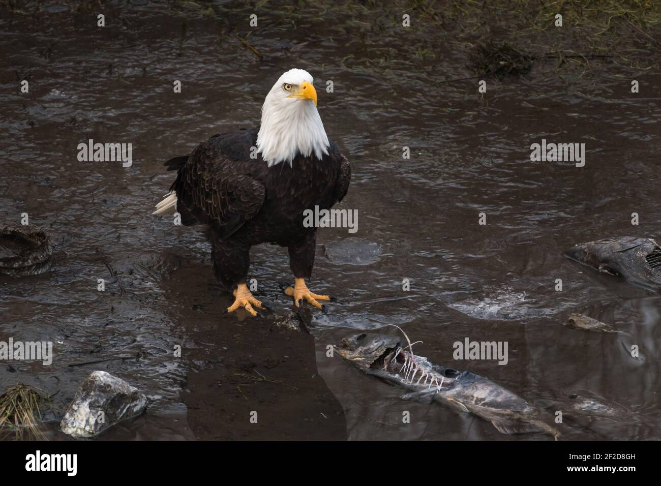 Aigle à tête blanche mature avec des os de saumon kéta donnant un indignant Regardez le ciel au-dessus de la rivière Nooksack à Washington État en hiver Banque D'Images