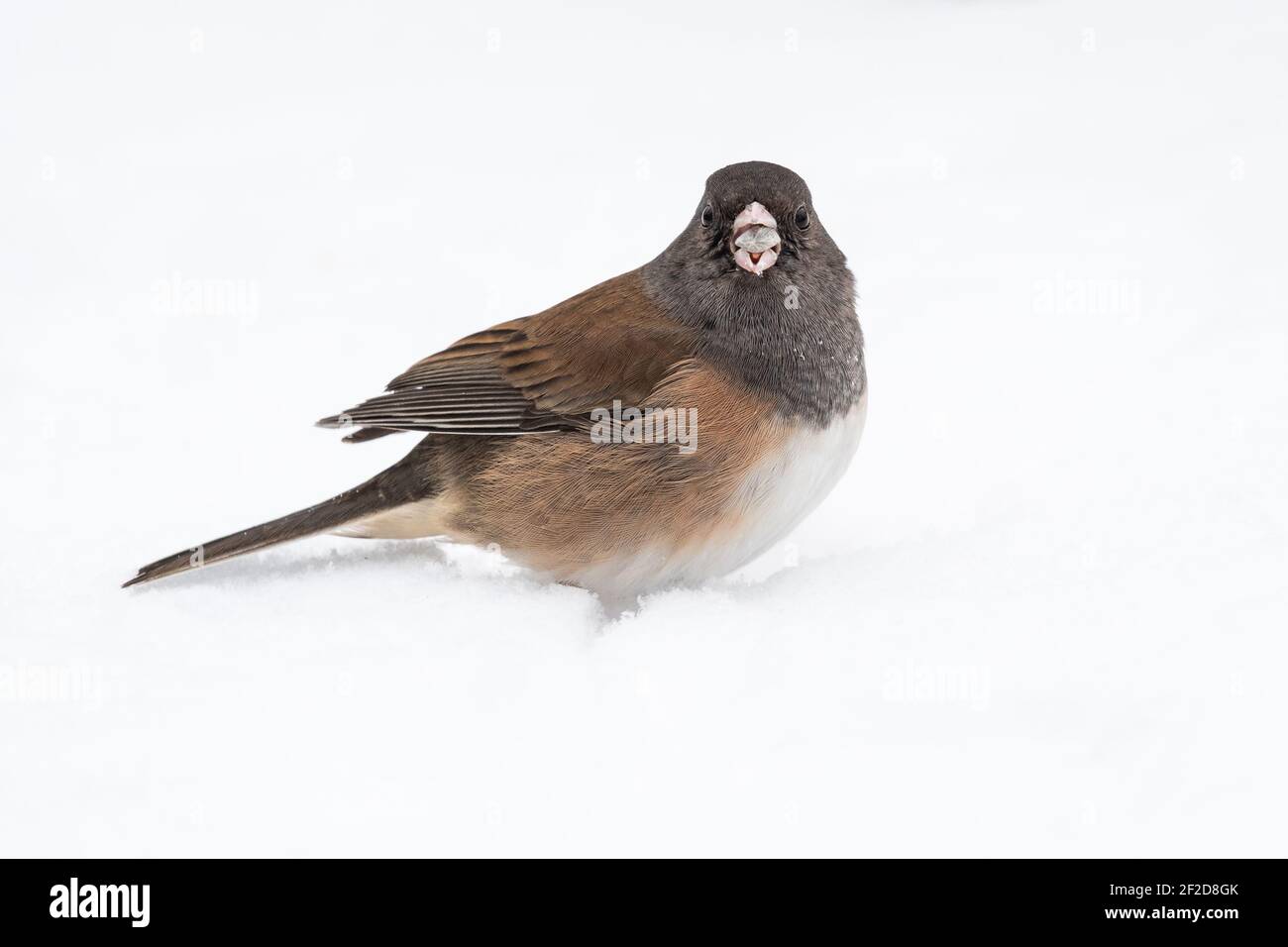 Un junco aux yeux sombres se tient dans la neige avec un Semences provenant d'un mangeoire à oiseaux de jardin dans le comté de East King Dans l'État de Washington Banque D'Images