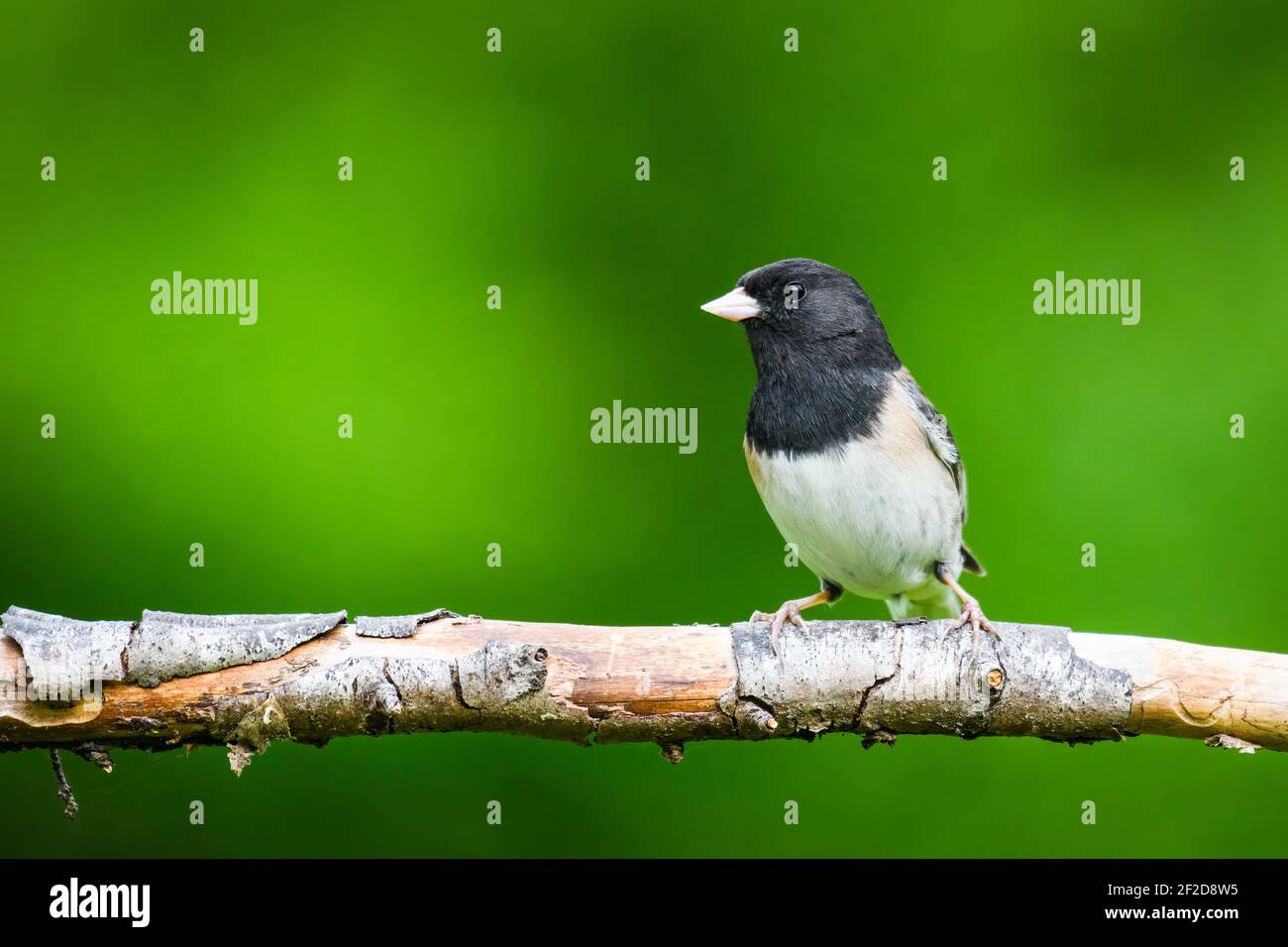 Un mâle à tête sombre Junco aux yeux foncés repose sur une branche Sur fond vert dans le comté d'East King à Washington État Banque D'Images