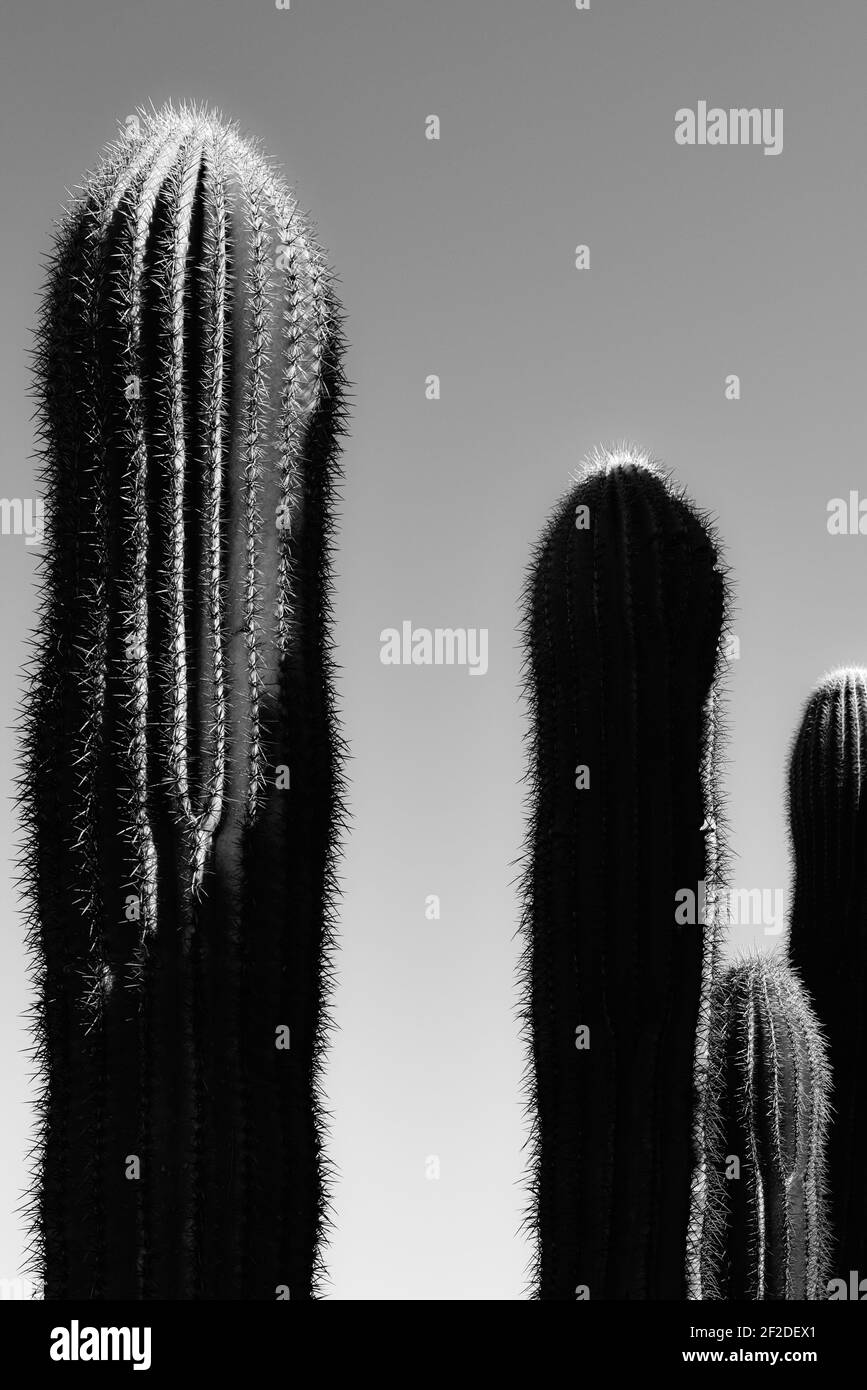 Gros plan des épines et des côtes de cactus de Saguaro avec plusieurs en silhouette, en noir et blanc dans le désert de Sonoran dans le sud de l'Arizona Banque D'Images