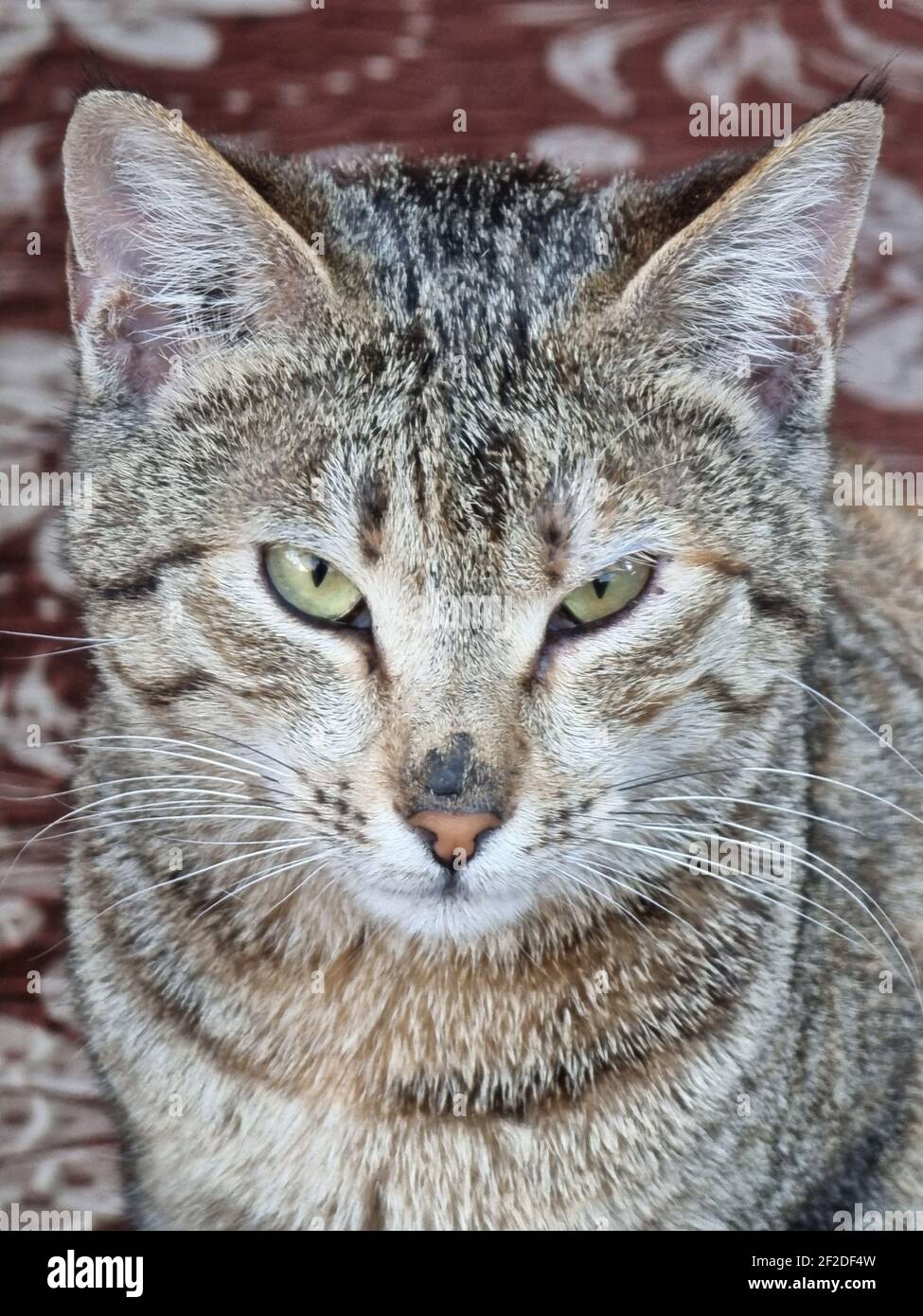 photo de beau chat sans abri Banque D'Images
