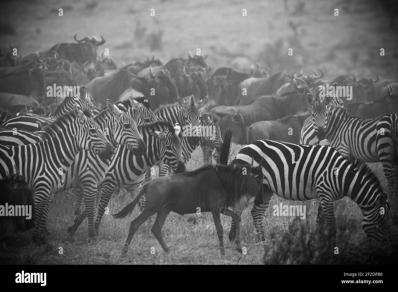 Portrait D Un Bebe Zebre Avec Sa Mere En Arriere Plan Dans Le Nord Du Serengeti Tanzanie Photo Stock Alamy
