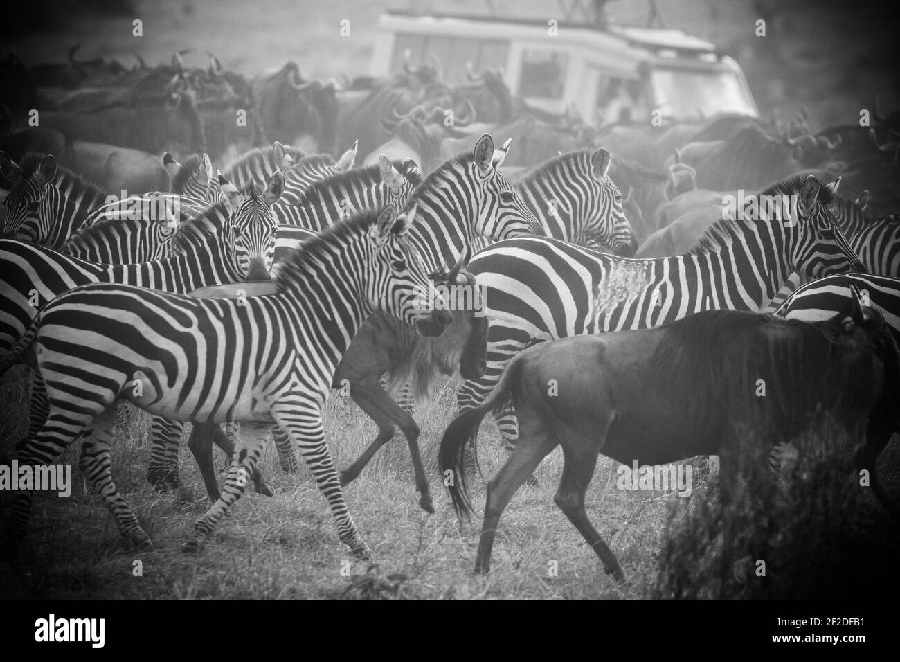 Baby Zebra Banque D Images Noir Et Blanc Alamy Baby Zebra Banque D Images Noir Et Blanc Alamy