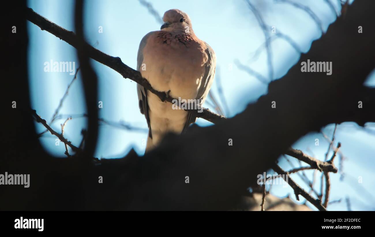 Colombe rieuse (Spilopelia senegalensis) perchée dans un arbre dans une cour à Pretoria, Afrique du Sud Banque D'Images