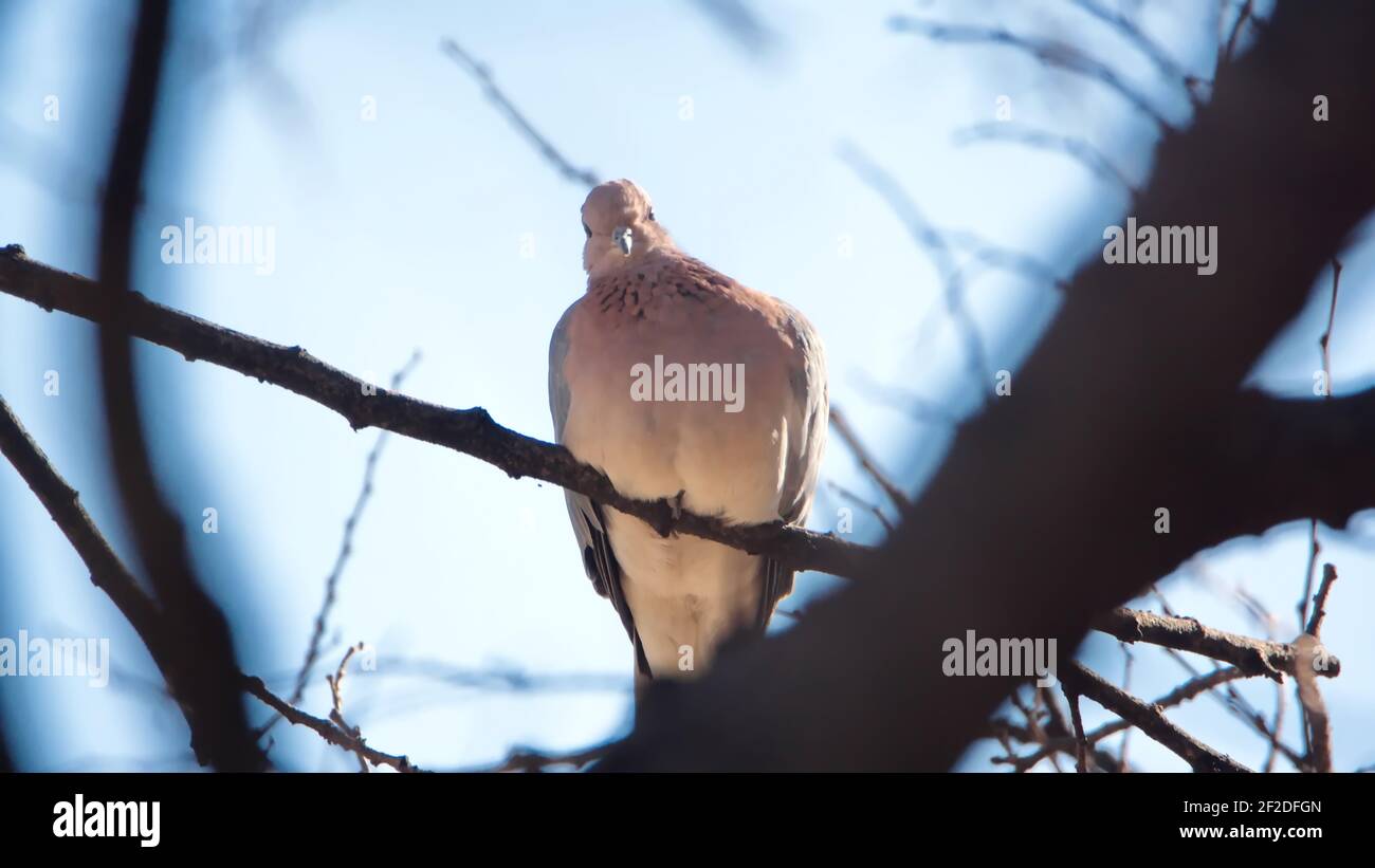 Colombe rieuse (Spilopelia senegalensis) perchée dans un arbre dans une cour à Pretoria, Afrique du Sud Banque D'Images